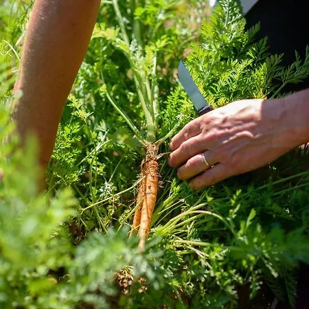 Stermasi Apartman Saplunara