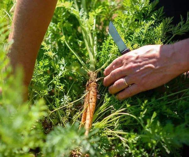 Stermasi Διαμέρισμα Saplunara